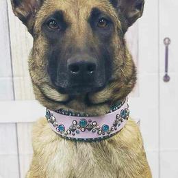 Belgian Malinois from Misfits of Mayhem