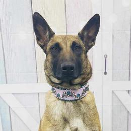 Belgian Malinois from Misfits of Mayhem