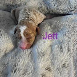 Jett - Brown and white female Bernedoodle puppy in Midlothian, Texas from DoodlesOjoy