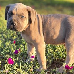 Cane Corso Puppies from HOUSE OF HALL CANE CORSOS