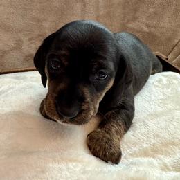 Coco - Black and tan female Dachshund puppy in Franklin, Tennessee from Wendy's Weenies