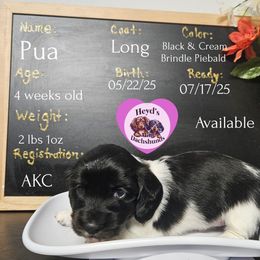 Pua - Piebald female Dachshund puppy in Hoquiam, Washington from Heyd's Mini Dachshunds