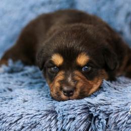 Australian Shepherd, Miniature American Shepherd, and Miniature Australian Shepherd Puppies from Painted Blue Aussies