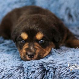 Australian Shepherd, Miniature American Shepherd, and Miniature Australian Shepherd Puppies from Painted Blue Aussies