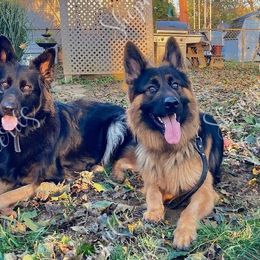 German Shepherds from Shengulli Shepherds