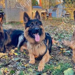 German Shepherds from Shengulli Shepherds