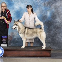 Zia - Alaskan Malamute
