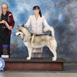 Zia - Alaskan Malamute