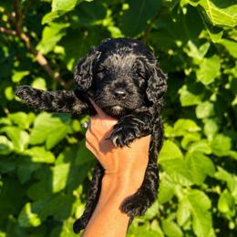 Sierra - Black and chalk female Australian Labradoodle puppy in Millville, California from Hope Lane Kennels