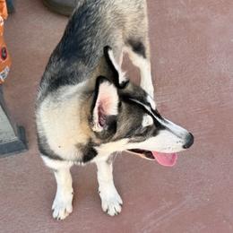 Athena - Black tan and white female Siberian Husky puppy in El Poso, Texas from Oasis Kennels