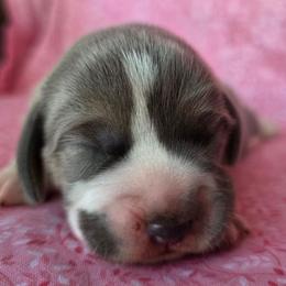 Blue tri boy 2 - Blue tan and white male Beagle puppy in Spring Branch, Texas from Lost Trail Kennels