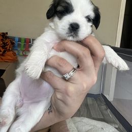 Lhasa Apso Puppies from Mediano AKC Puppies