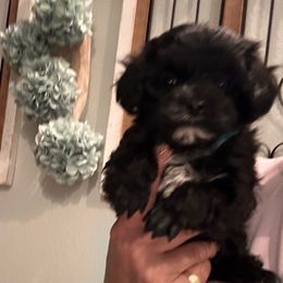 Sir Miko - Black male Maltipoo puppy in Southern,, California from Maltipoo Tiny Pups