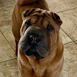 Jackie - Chinese Shar-Pei