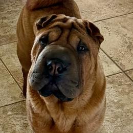 Jackie - Chinese Shar-Pei