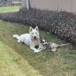 German Shepherd and White Shepherd Puppies from Scenic Creek German Shepherds