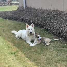 German Shepherd and White Shepherd Puppies from Scenic Creek German Shepherds