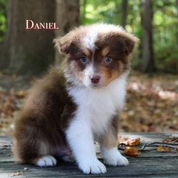 Daniel - Red tri-color male Australian Shepherd puppy in Coldwater, Michigan from Northern Star Australian Shepherds