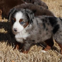 Blue Merle 1 - Blue merle female Miniature Australian Shepherd puppy in Lawton, Oklahoma from Lindsey’s Aussies