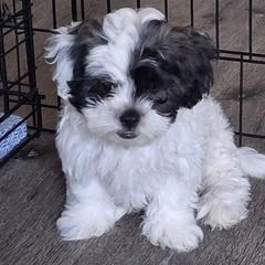 Crystal - Black and white female Mal-Shi puppy in Apollo Beach, Florida from Gemstone Exclusive Pups of Florida
