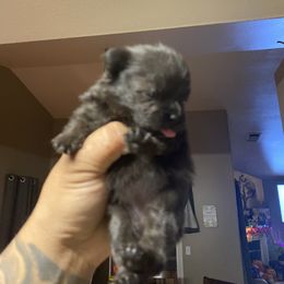 French Bulldog and Pomeranian Puppies from Chaos Central Valley Bulls