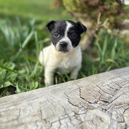 Baby 1 - Black and white male Chihuahua puppy in Berwick, Pennsylvania from Maras puppies