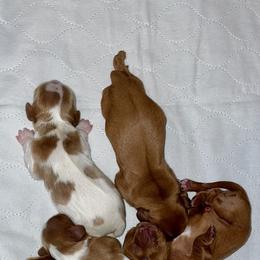 Cavalier King Charles Spaniel Puppies from Cassie’s Cavaliers