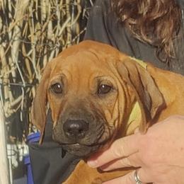 Tuppence - Rd whtn blk nose female Rhodesian Ridgeback puppy in Evening Shade, Missouri from Sans Peur Ridgebacks
