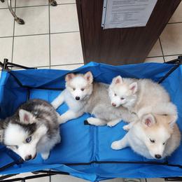 Pomsky and Siberian Husky Puppies from Whitmore Wolfpack LLC