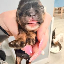 Ratigan - Black and tan male Cavalier King Charles Spaniel puppy in Spring Hill, Florida from Wonderland Cavaliers