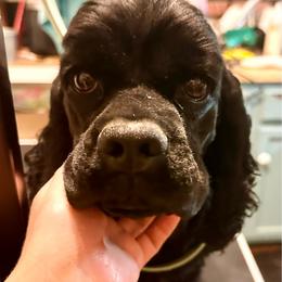 Fefe - Cocker Spaniel