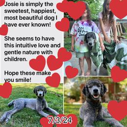 Poodle Puppies from Grace Poodles