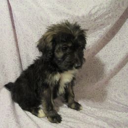 Aussiedoodle, Australian Shepherd, and Poodle Puppies from Kay Kay's Pupper Patch