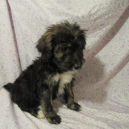 Aussiedoodle, Australian Shepherd, and Poodle Puppies from Kay Kay's Pupper Patch