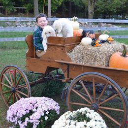 Poodle Puppies from D and D Standard Poodles