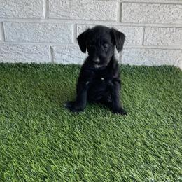 Lucy - Black female Poodle puppy in Bay City, Texas from Billy's Puppies
