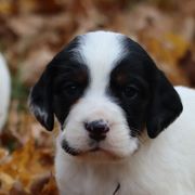 Border Collie, English Setter, and Miniature American Shepherd Puppies from First Harmony Farms