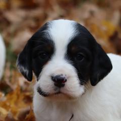 Border Collie, English Setter, and Miniature American Shepherd Puppies from First Harmony Farms