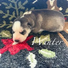 Winter - Gray and white male Siberian Husky puppy in Gardner, Kansas from Husky Love and Pups
