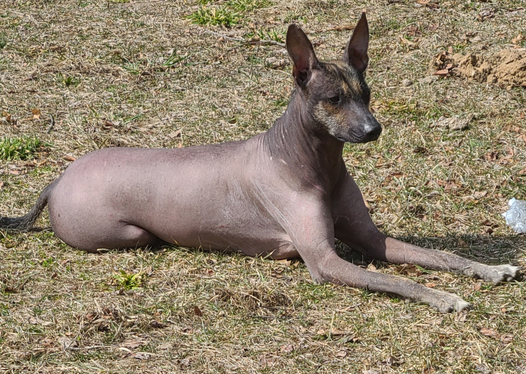 Saffy - Xoloitzcuintli