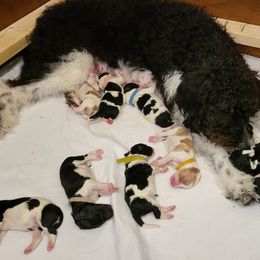 Labradoodle Puppies from Tyson's Farm Doodles