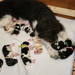 Labradoodle Puppies from Tyson's Farm Doodles