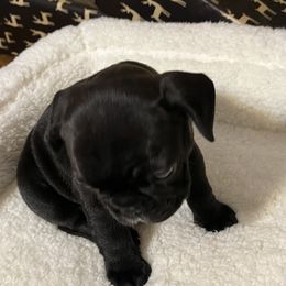 French Bulldog and Golden Retriever Puppies from KY Doodle Bears LLC