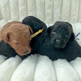 Goldendoodle Puppies from Desert Paws Doodles
