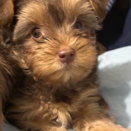 Cinnamon - Chocolate and tan female Yorkshire Terrier puppy in Rochester, New York from Tnt Yorkies and Cosmic corgis