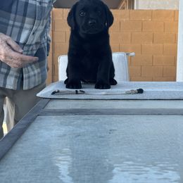 Boy 3 - Labrador Retriever puppy in Buckeye, Arizona from Foothills Labrador Retrievers