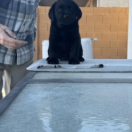 Boy 3 - Labrador Retriever puppy in Buckeye, Arizona from Foothills Labrador Retrievers