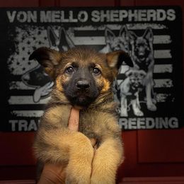 German Shepherds from Von Mello Shepherds