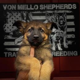 German Shepherds from Von Mello Shepherds