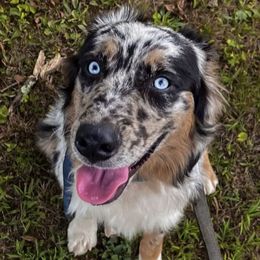 Australian Shepherds from Fat-Bottom Farms